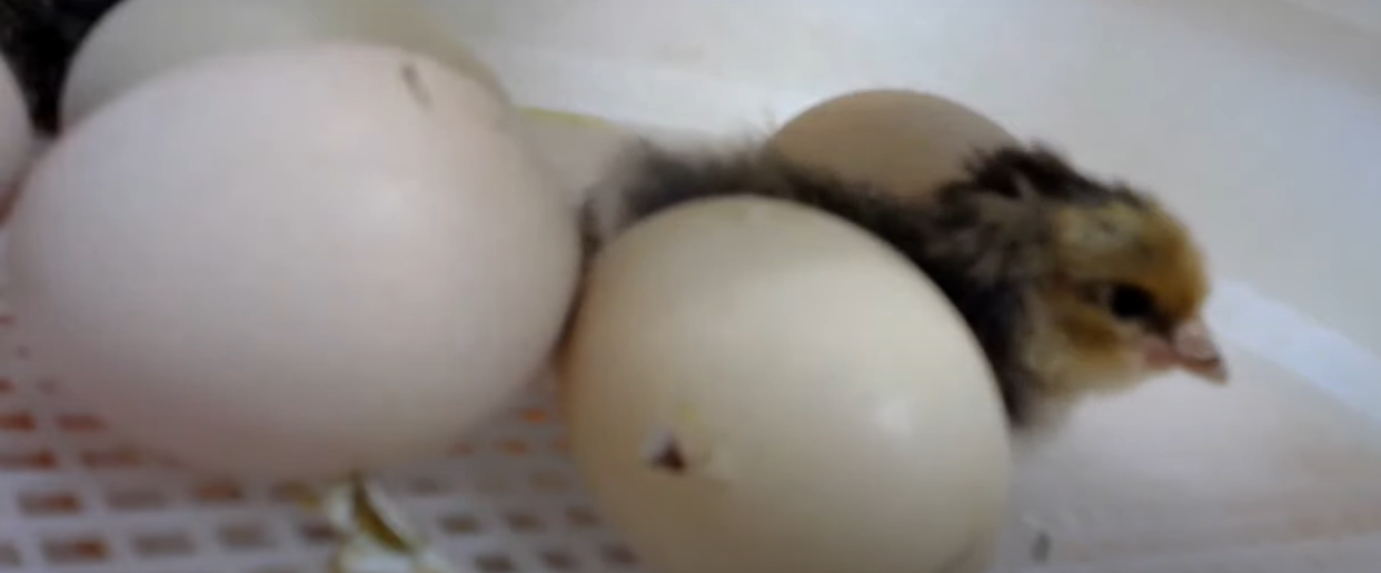 A screenshot from the library's live feed of the eggs shows an already hatched chick amongst the other eggs.