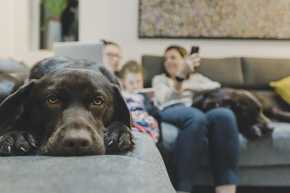 Pets lift everyone’s spirits.