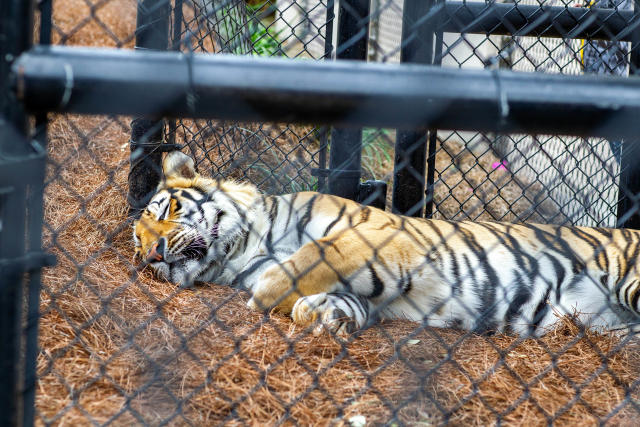 Mike VII, LSU's Live Tiger Mascot, Received COVID-19 Vaccination