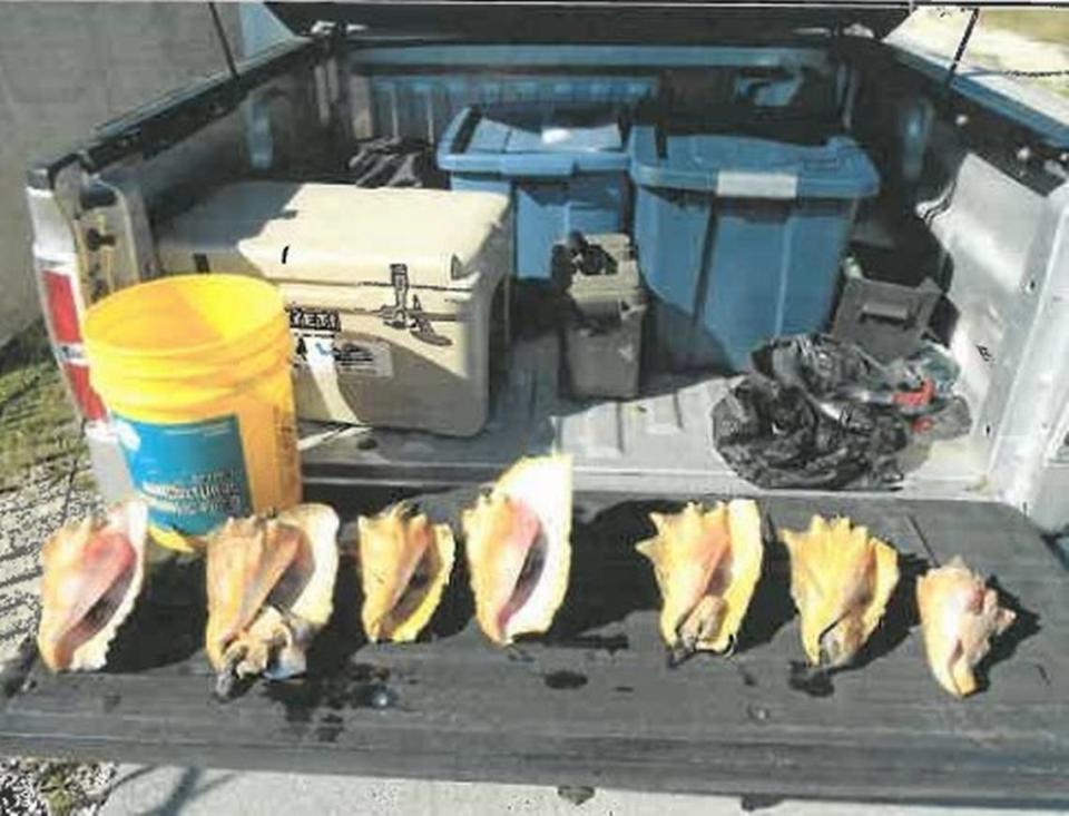 A Florida Keys man was sentenced to 10 days in jail for possession of seven queen conch.