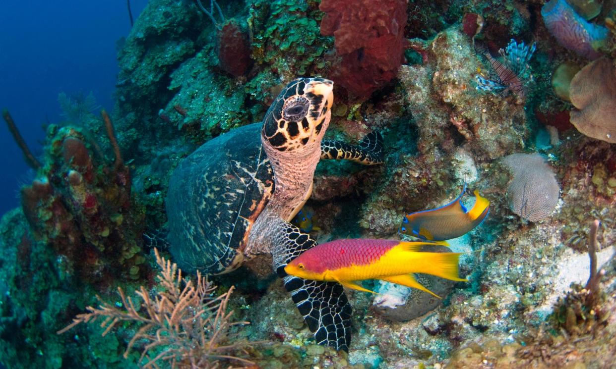 <span>The migratory hawksbill sea turtle is one of many marine animals, from sharks to sturgeons, threatened with extinction.</span><span>Photograph: Minden Pictures/Alamy</span>