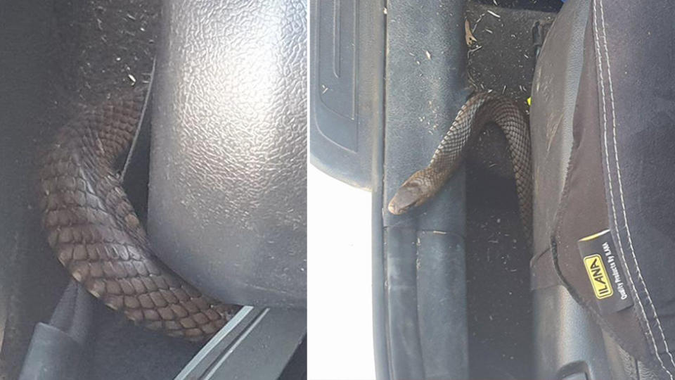 The snake that hid under a car seat