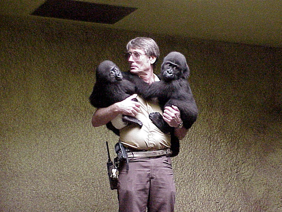 Zookeeper Who Raised Harambe from Birth: 'He Was Never Aggressive or Mean to People'| Zoo Animals, Real People Stories