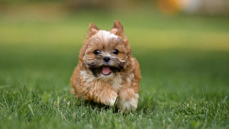 Puppy running