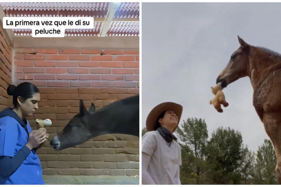 VIDEO: La tierna reacción de un caballo recién nacido al ver un peluche idéntico a él