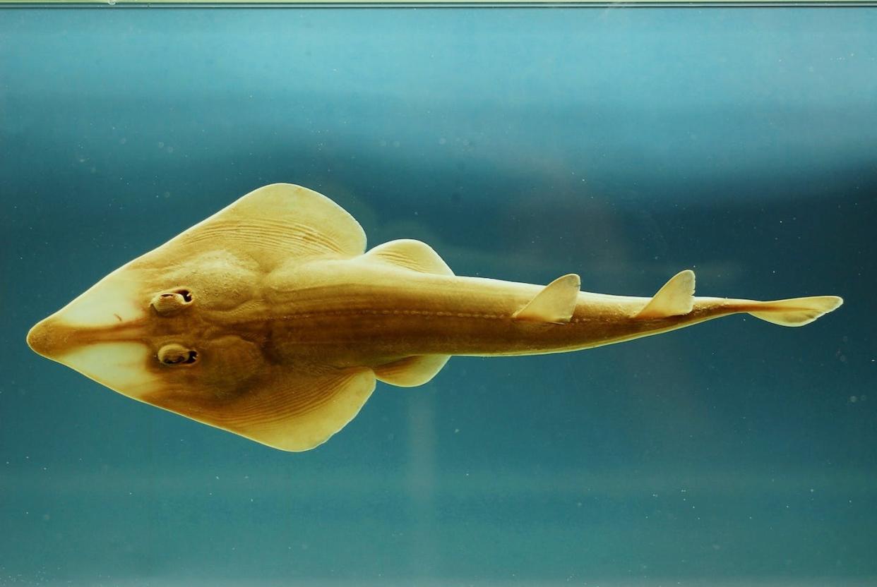 An Atlantic guitarfish swimming in the Gulf of Mexico. <a href="https://flic.kr/p/8UpjyX" rel="nofollow noopener" target="_blank" data-ylk="slk:NOAA SEFSC Pascagoula Laboratory/Flickr;elm:context_link;itc:0;sec:content-canvas" class="link ">NOAA SEFSC Pascagoula Laboratory/Flickr</a>, <a href="http://creativecommons.org/licenses/by/4.0/" rel="nofollow noopener" target="_blank" data-ylk="slk:CC BY;elm:context_link;itc:0;sec:content-canvas" class="link ">CC BY</a>