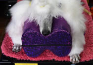 <p>A standard poodle waits in the benching area on Day One of competition at the Westminster Kennel Club 142nd Annual Dog Show in New York on Feb. 12, 2018. (Photo: Timothy A. Clary/AFP/Getty Images) </p>