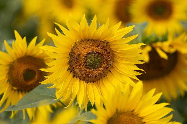 Sunflowers in bloom