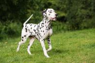 <p>You don't have to own 101 of them to enjoy this breed. Dalmatians bring an enviable athleticism to the table if you're looking for a workout buddy. They also possess a protective instinct, so count on them to act more as watchdogs than a welcome committee.</p><p><strong>Weight: 45-70 pounds</strong></p>