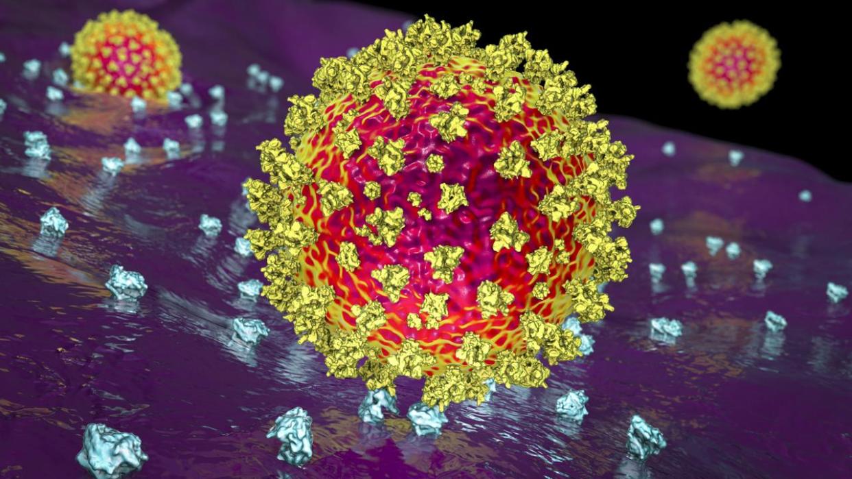 SARS-CoV-2 virus binding to ACE2 receptors on a human cell