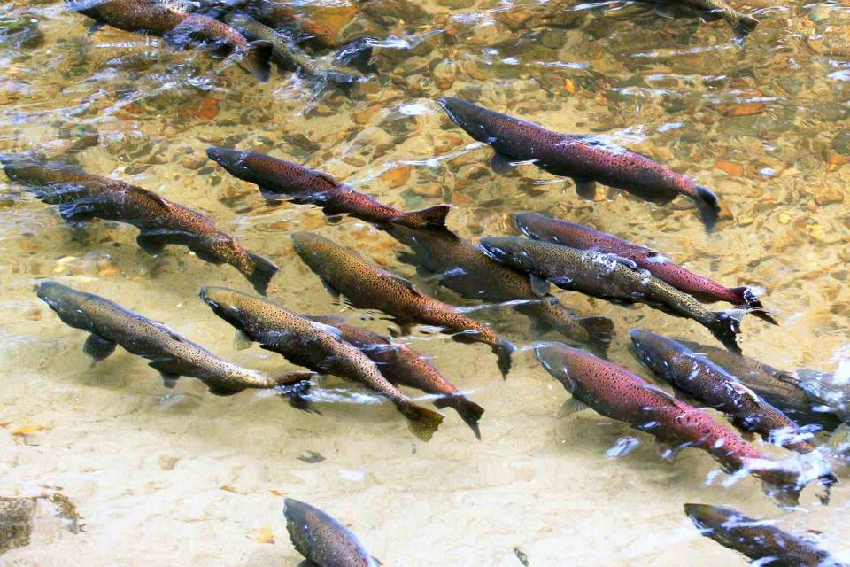 <p>randimal/Getty</p> Stock image of king Chinook salmon swimming in a Pacific Northwest river