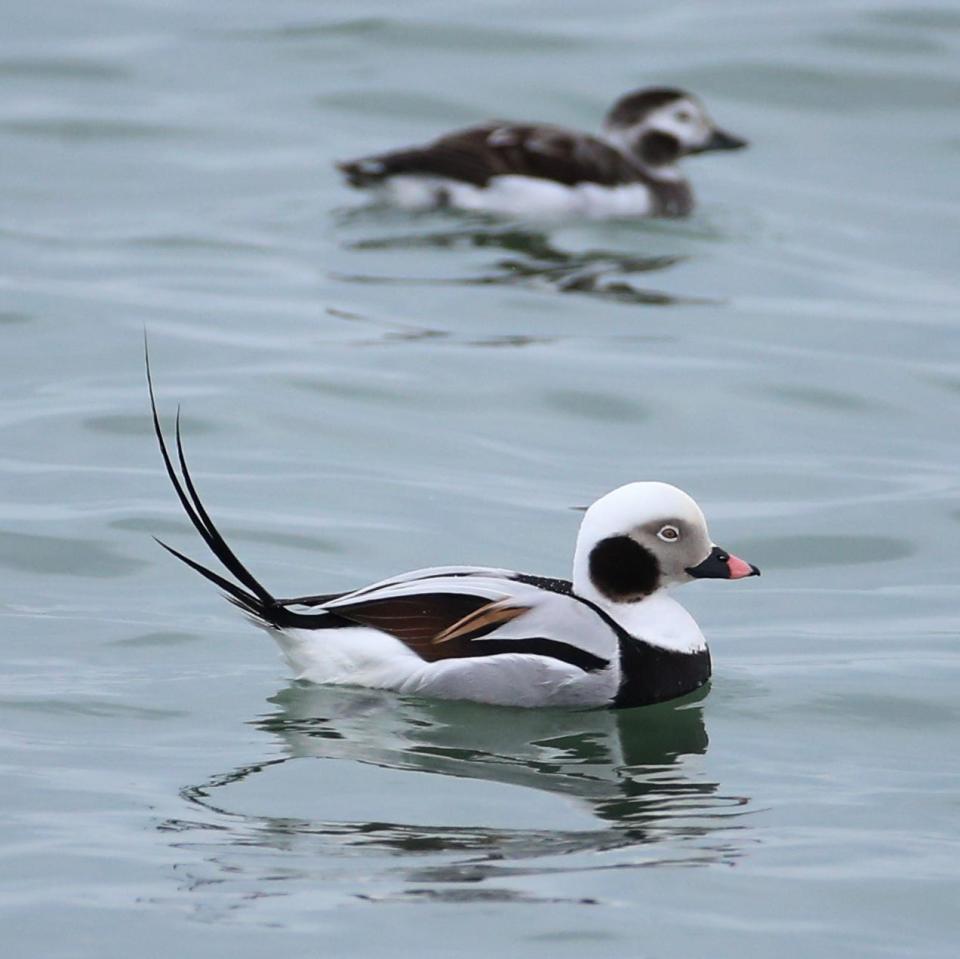 Long tailed ducks in the Irondequoit Bay, N.Y. outlet Monday, March 13, 2023.