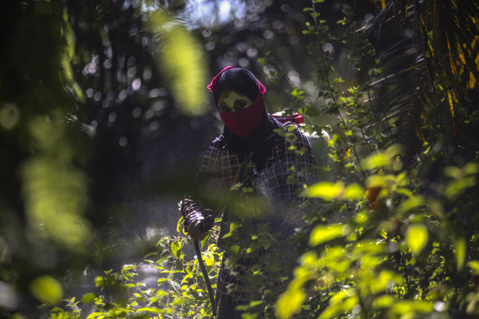 A woman sprays pesticide at a palm oil plantation in Sumatra, Indonesia, Sept. 8, 2018. Workers often cannot get medical care or access to clean water, sometimes relying on collecting rain runoff to wash the residue from their bodies after spraying dangerous chemicals or scattering fertilizer. (AP Photo/Binsar Bakkara)