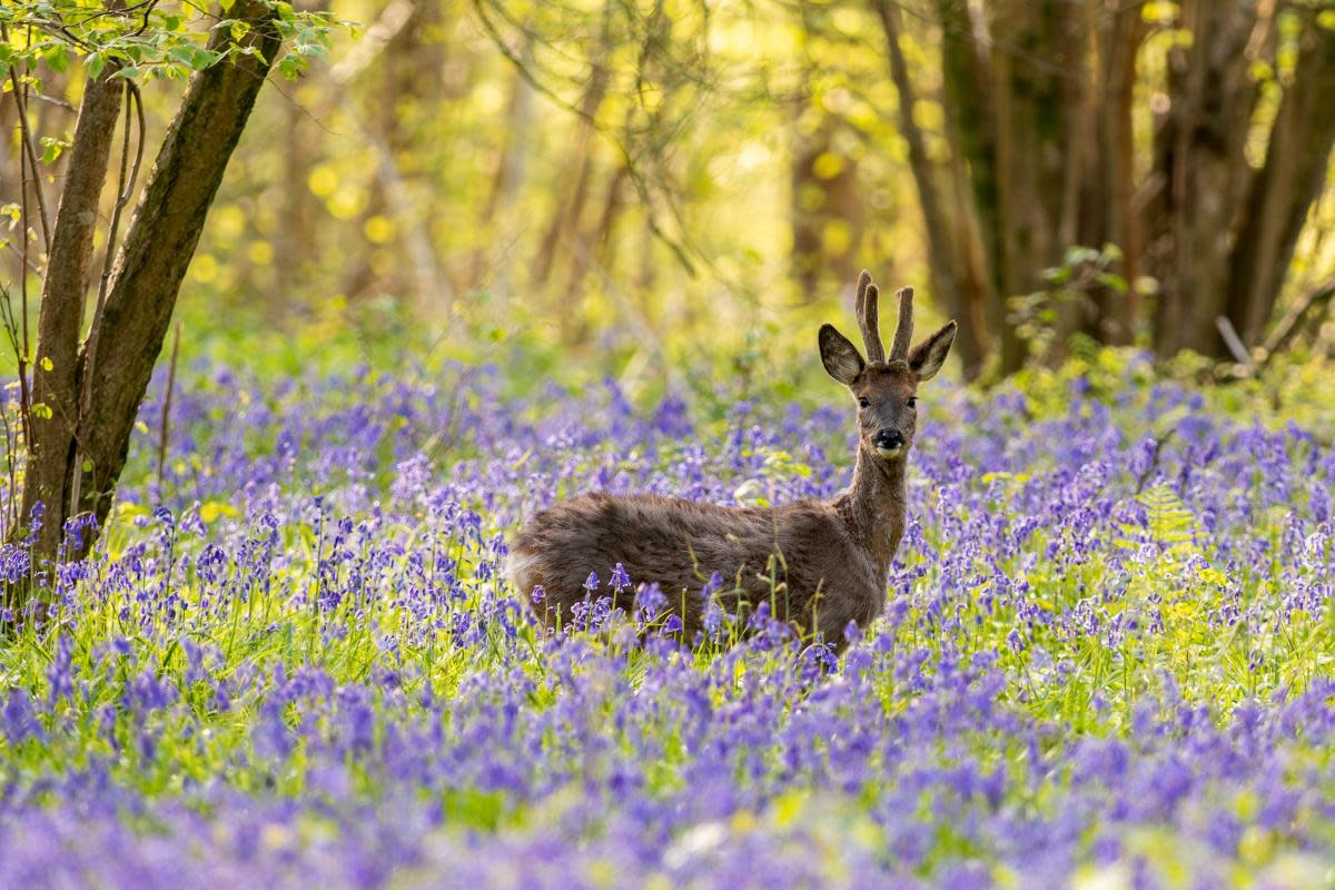 Top 5 best bluebell woods near Salisbury for a beautiful country walk <i>(Image: Martin Cook)</i>