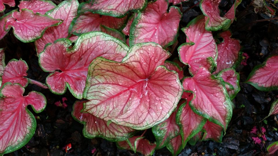 Now's the time to plant caladiums.
