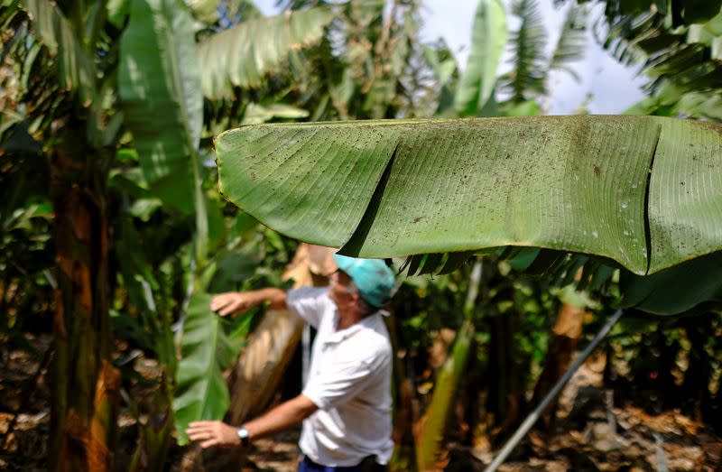 'Please just let it stop' - Volcano ravages La Palma's banana crop