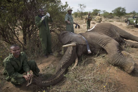 Veterinary teams monitor the condition of a tranquilized wild elephant in Kenya so it can be fitted with a GPS-tracking collar to monitor migration routes and to help prevent poaching.