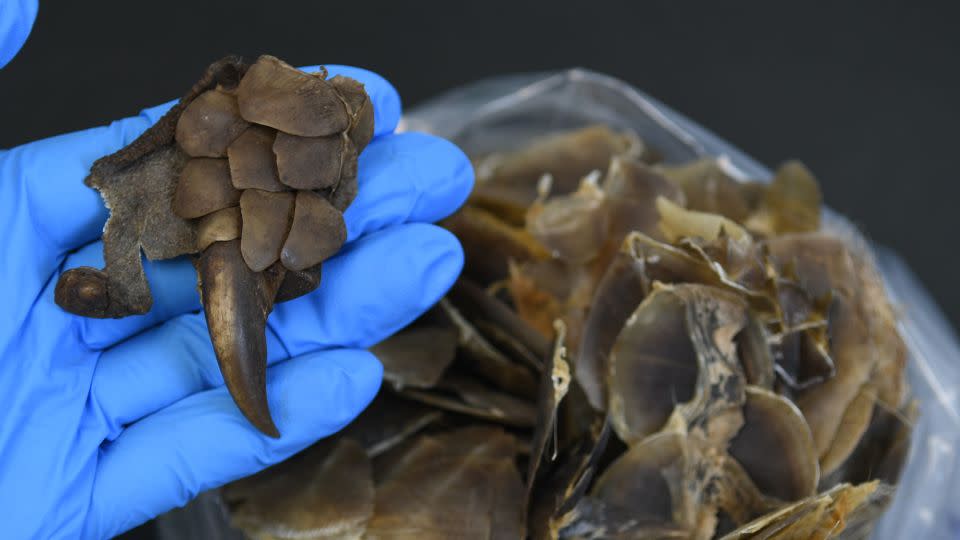 An analysis of contraband pangolin scales revealed genetic markers not seen in known species, researchers said. The newly discovered pangolin was named Manis mysteria. - Feng Yang