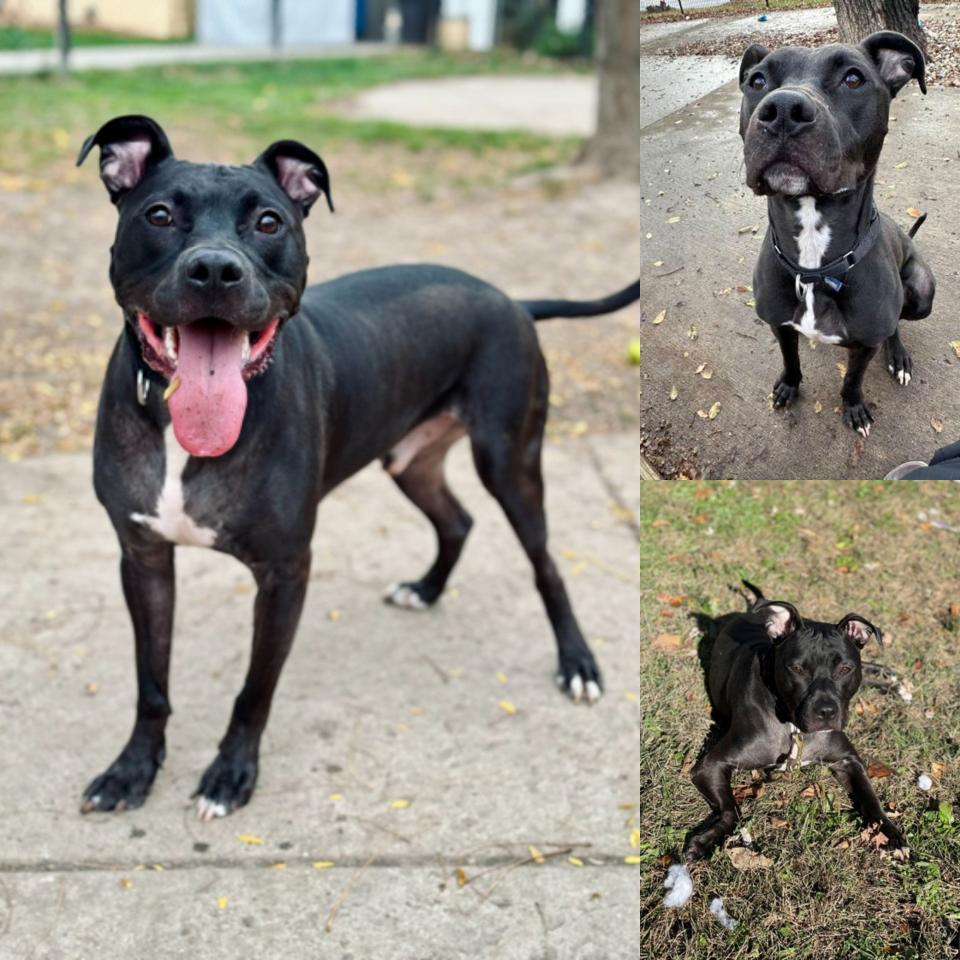 Theo, a black pit bull up for adoption at IndyHumane in Indianapolis as of Dec. 29, 2023.