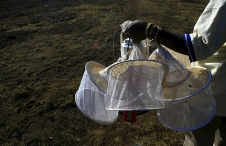 A researcher from the Uganda Virus Research Institute (UVRI) carries insect traps at the Zika Forest in Entebbe, south of Uganda's capital Kampala March 2, 2016. REUTERS/James Akena