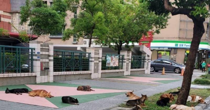 台南文元國小旁有10多隻流浪狗聚集，引發民眾擔憂。（圖／翻攝自台南府城大小事臉書）