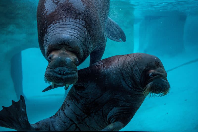 Teenage walruses at Point Defiance Zoo & Aquarium in Tacoma