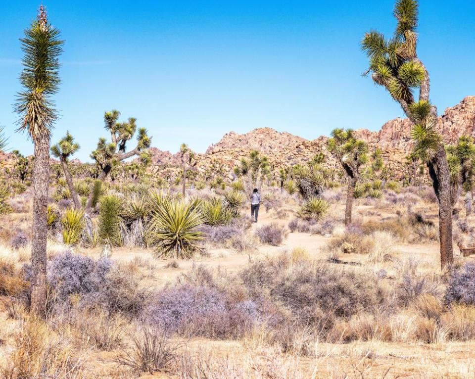 a trail in Joshua tree national park