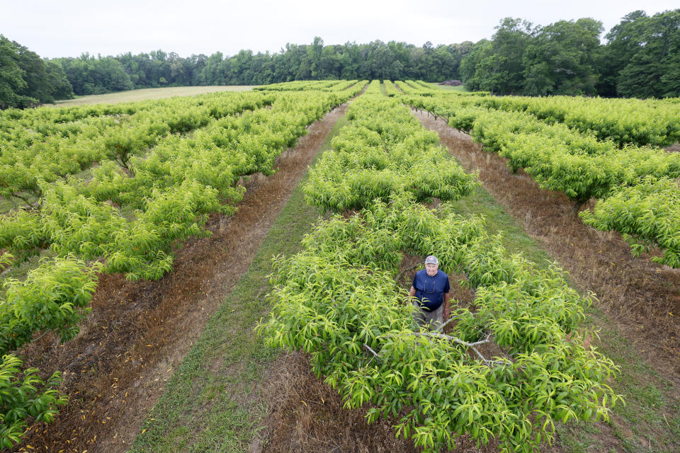 Jim Markley, the proprietor of CJ Orchards Farm, stands inside a Peach Tree with abundant leaves but devoid of fruit, while posing for a photo in Rutledge, Ga., on May 31, 2023. Climate change is driving warmer winters, and in several cities in the U.S. South farmers have struggled with crop losses or had to replant fields. (Miguel Martinez/Atlanta Journal-Constitution via AP)