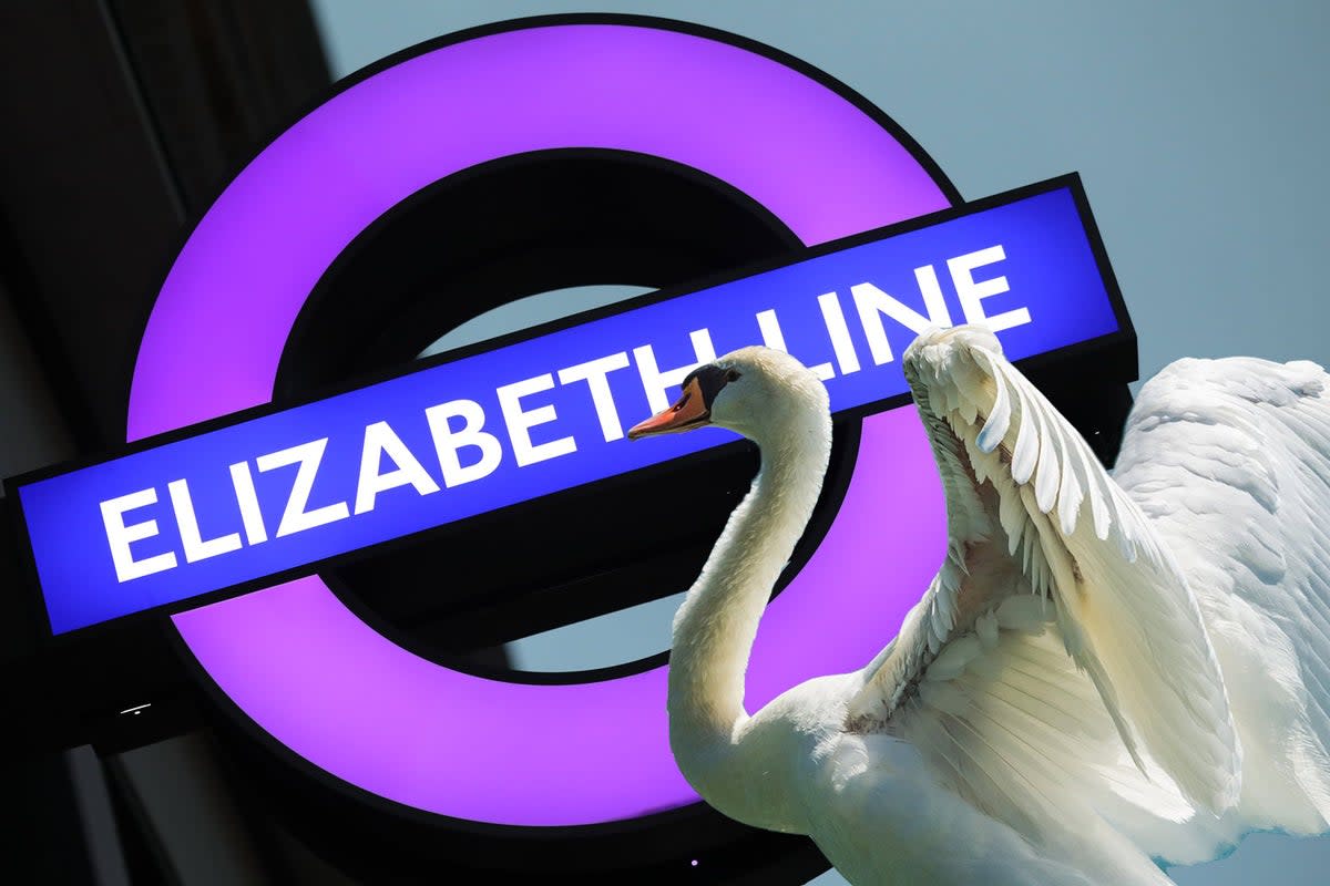 Elizabeth Line services have been halted due a swan on the track  (ES Composite)