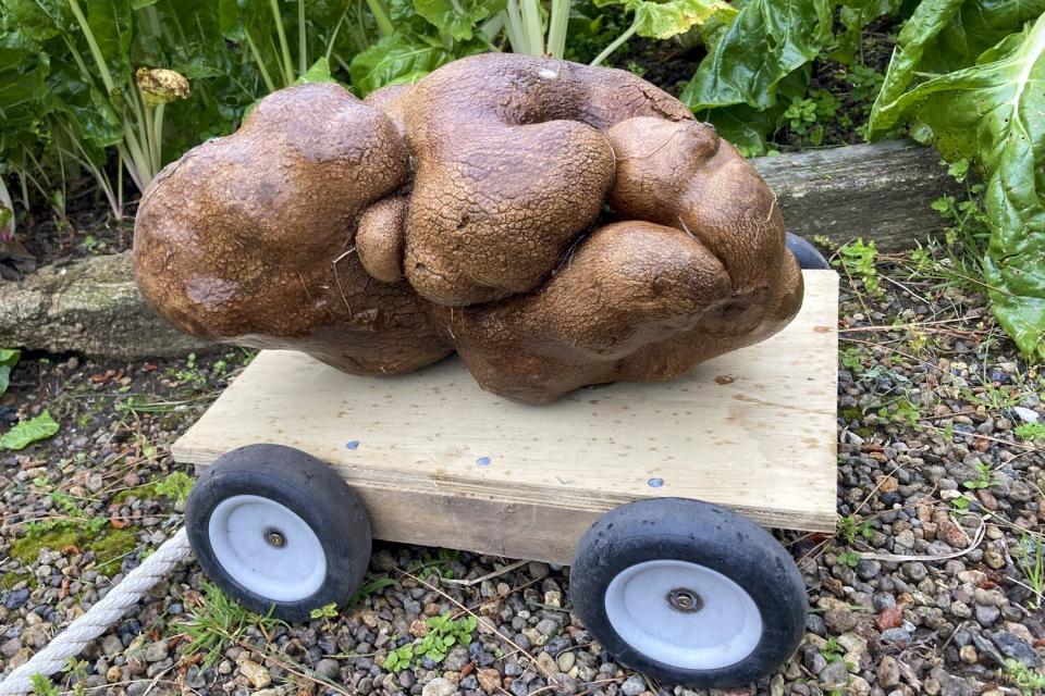 New Zealand Huge Potato