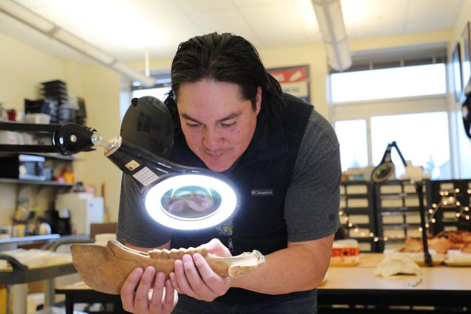 Researcher Chance Ward examines a horse jawbone at an archaeological lab in Wyoming. Peter Bittner