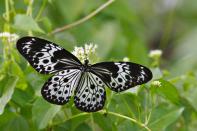 Or this beautiful Andaman Tree Nymph (Idea agamarschana cadelli). These lovely butterflies glide ever so slowly through the forests.