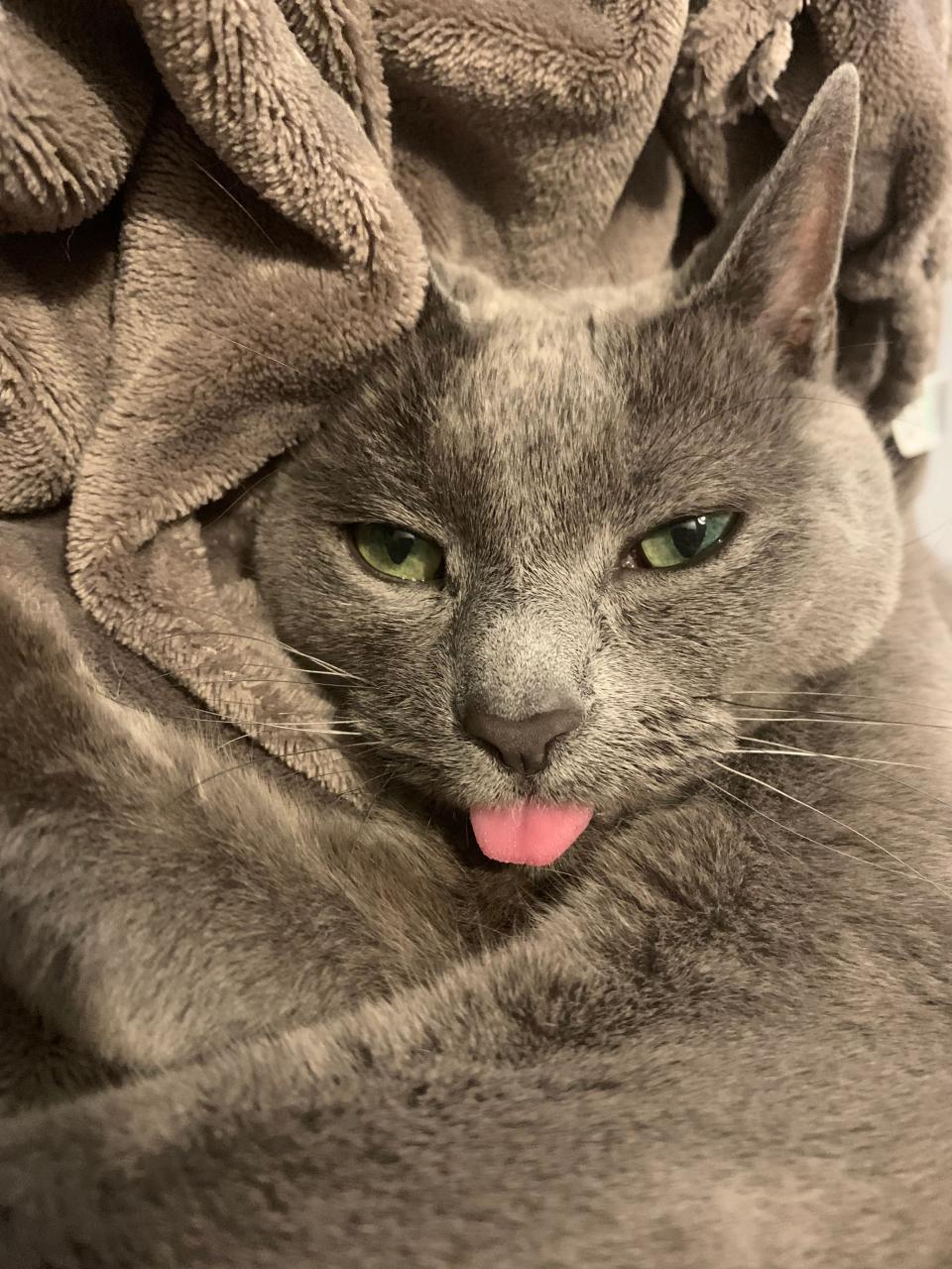 Cat in blanket sticking its tongue out