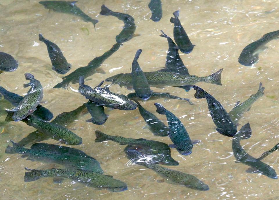 The Canadian Food Inspection Agency says whirling disease has been discovered in fish from Johnson Lake in Banff National Park and now outside of the park.