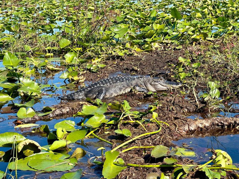 An alligator in water,