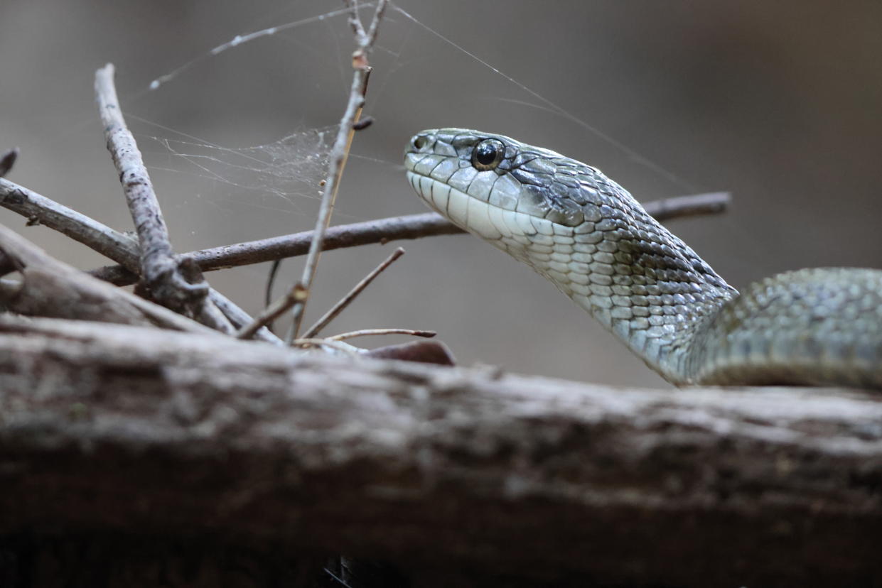 The Japanese rat snake (Elaphe climacophora) is a medium-sized colubrid snake found throughout the Japanese archipelago.