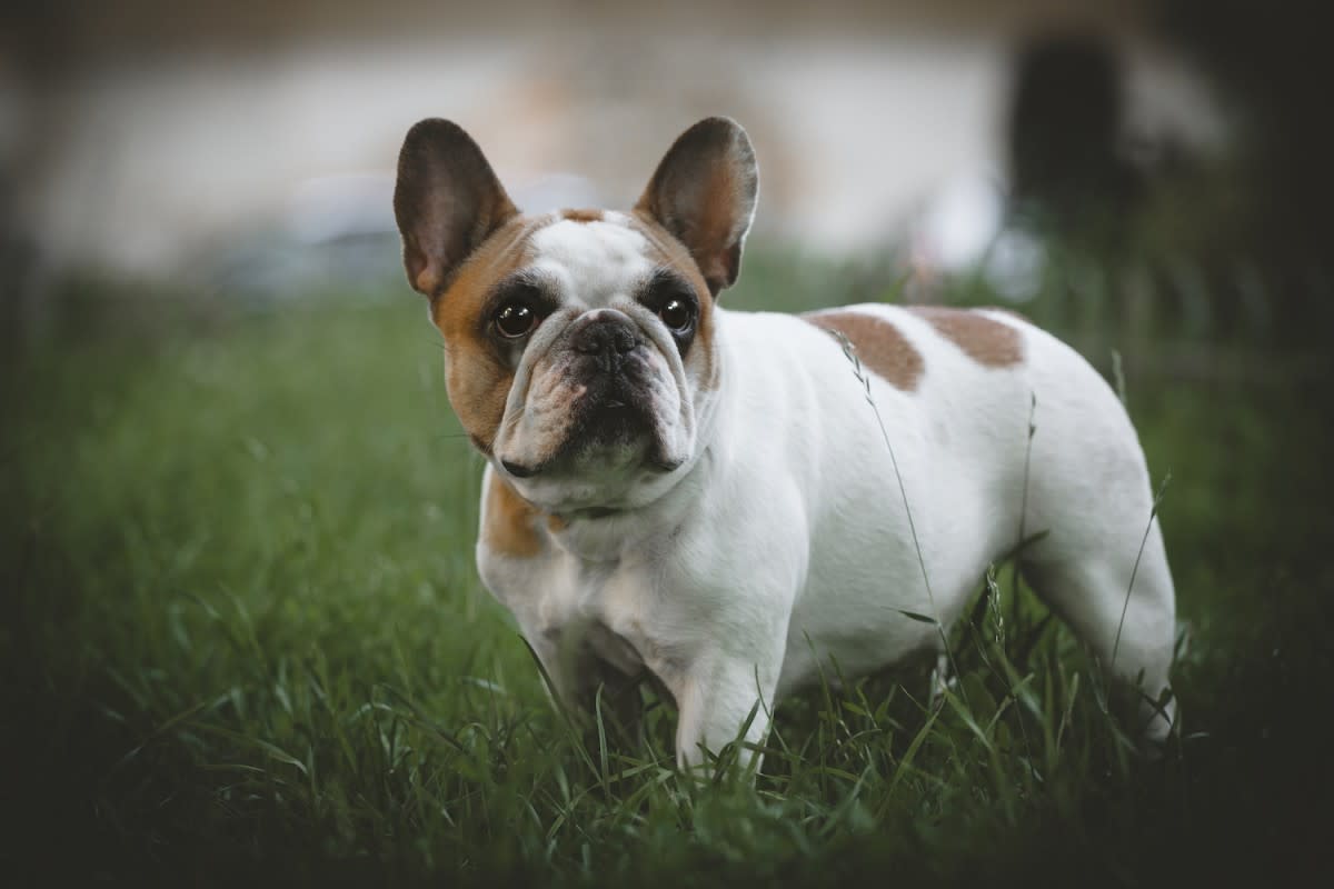 French Bulldogs are very popular. <p>Rosa Jay/Shutterstock</p>