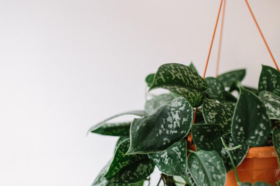 indoor hanging plants satin pothos