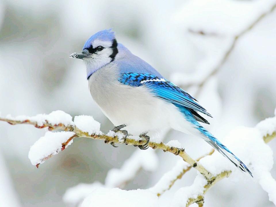 This Beautiful Blue Jay