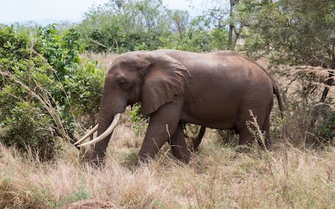 An elephant in the Selous game reserve that has been badly hit by poachers - Credit: PA