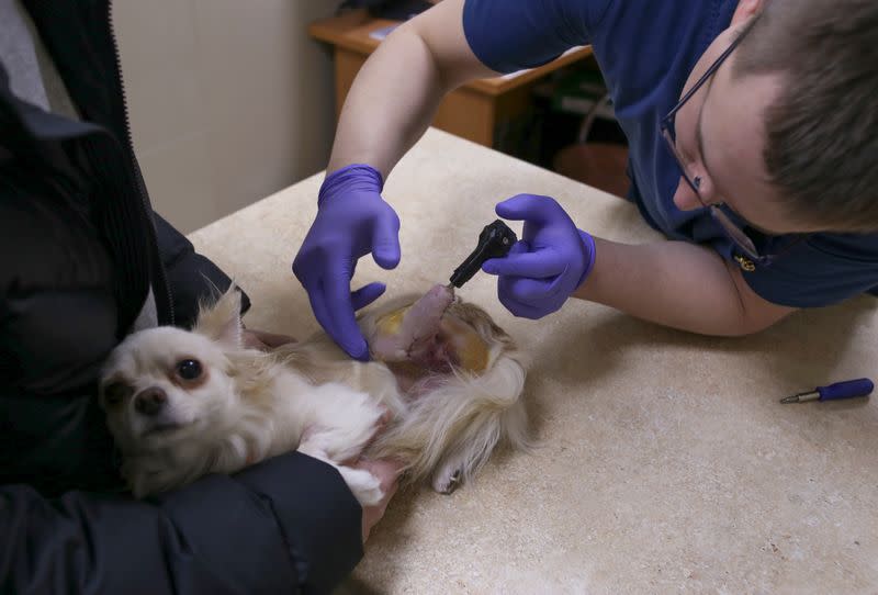 Veterinarian Sergei Gorshkov checks Salvador the dog after adjusting a 3D-printed prosthetic paw at the veterinarian clinic in Novosibirsk