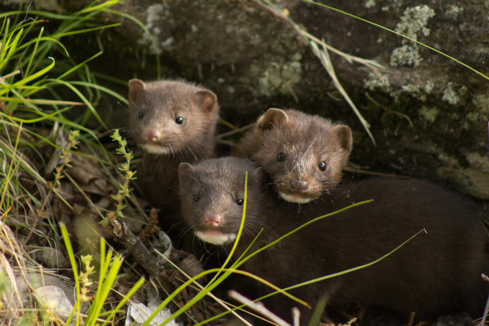 Junge Nerze in freier Natur: Die Tiere sind neugierig und spielfreudig. (Symbolbild: Getty)