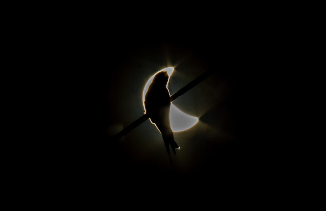 MOJOKERTO, INDONESIA - APRIL 20: Silhouette of a bird during hybrid solar eclipse in Mojokerto, East Java Province, Indonesia on April 20, 2023. (Photo by WF Sihardian/Anadolu Agency via Getty Images)