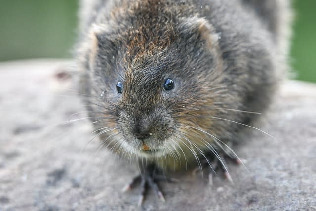 Water vole