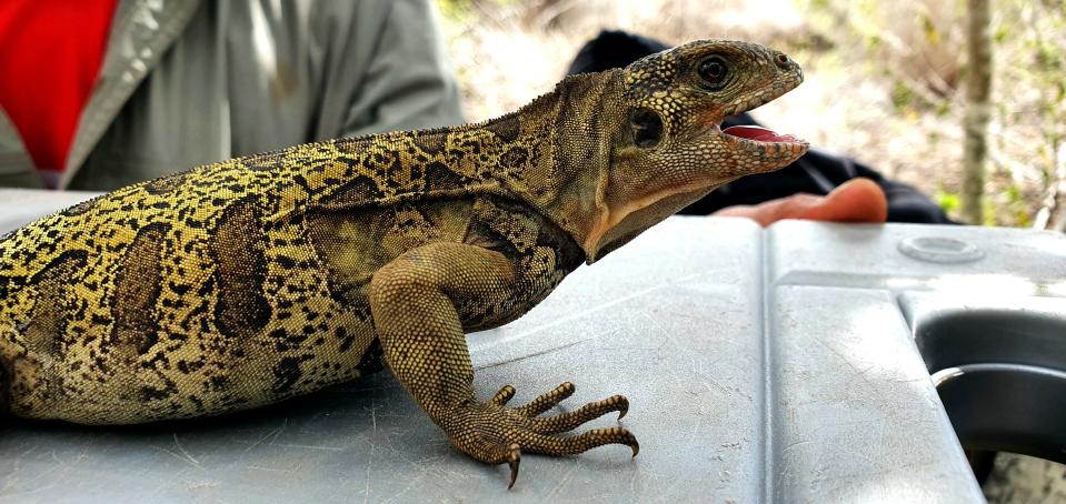 A juvenile pink iguana at Wolf Volcano on Isabela Island.