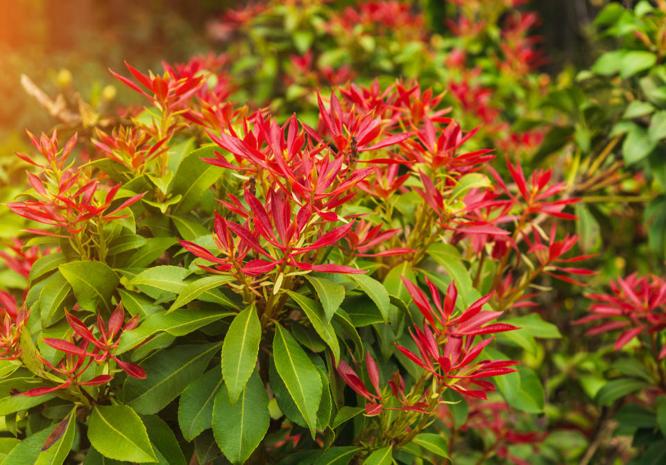 A Japanese Pieris shrub in a pot