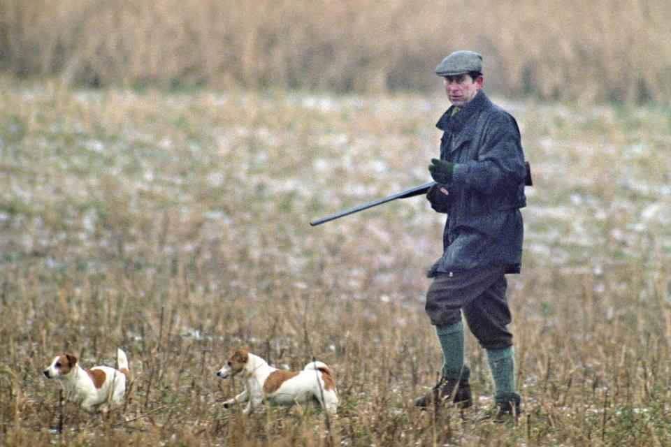 Prince Charles On Royal Shoot, Sandringham with his dogs