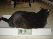 <div class="caption-credit"> Photo by: Fredericton SPCA / Facebook</div>But they're not just using the scale; they're gauging his progress using the <a rel="nofollow noopener" href="http://bit.ly/OzYOxb" target="_blank" data-ylk="slk:Purina Body Condition System;elm:context_link;itc:0;sec:content-canvas" class="link ">Purina Body Condition System</a> chart, which goes from 1 to 9. "Originally Tiny was...off the chart," Haggerty remembers. They'd like to get him to a 5, right in the middle. <br> <br> Here, Tiny vants to be alone. <br>