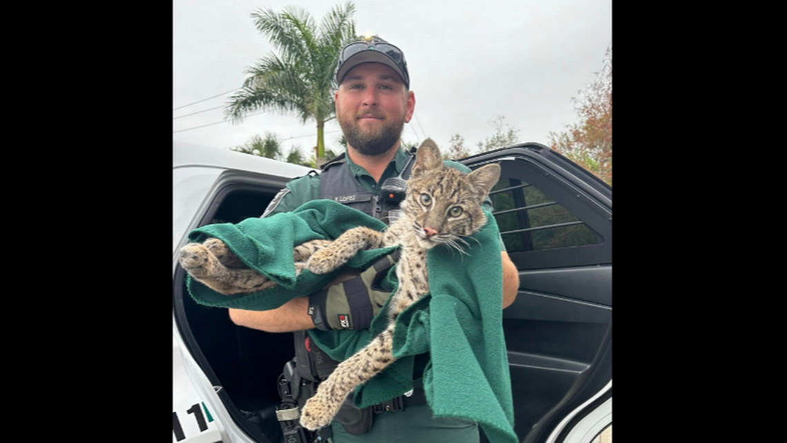 Deputy Rescues Bobcat