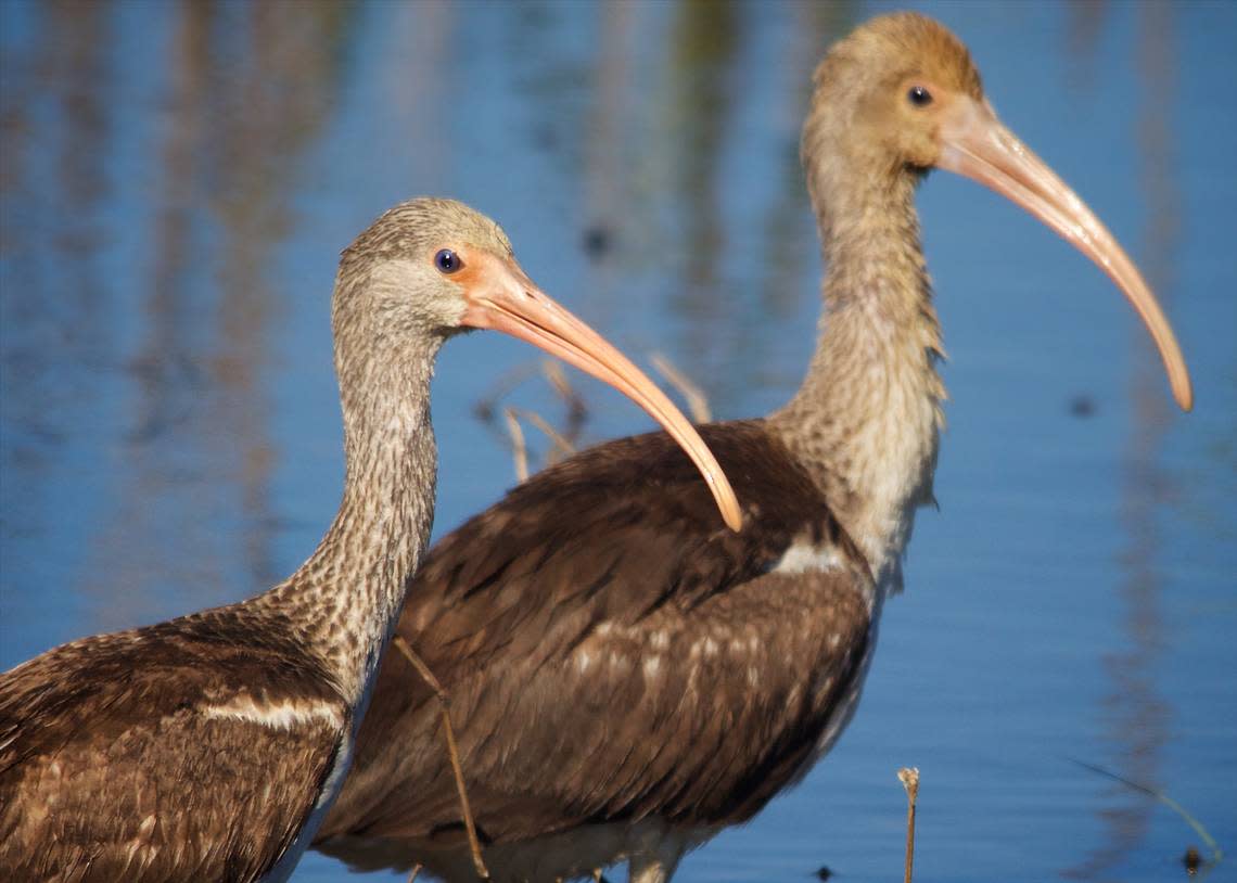 Two juvenile white ibises paused their morning meal to keep watch on the birdwatchers who approached along the causeway of a managed impoundment at Bear Island WMA. Even without the all-white plumage of adult birds, the long, curved, orange bill of juvenile ibises make them difficult to misidentify.